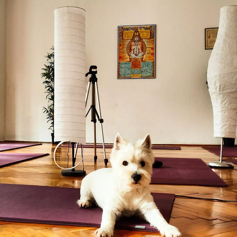 Medical Yoga Centar — photo 3